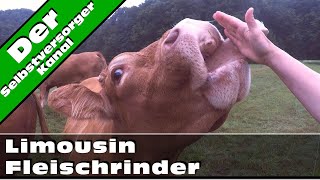 Limousin Fleischrinder Rinderzucht wie sie sein sollte [upl. by Nirrej549]