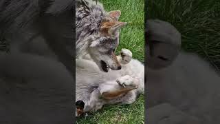 Wolves fighting wolf wolves wolf short wildlife [upl. by Suanne]