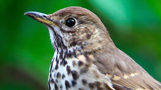 Singdrossel Gesang 🌞 Le Chant de la Grive 🌞 Song Thrush Singing🌞Drozd Pjeva 🌞Canto del Tordo 🌞 ウタツグミ [upl. by Effy]