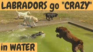 Funny LABRADOR  Labradors go crazy in water [upl. by Hector]