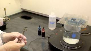 Endospore stain procedure [upl. by Gertie445]