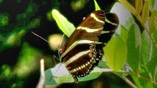 Zebra Longwing Butterfly  The State Butterfly of Florida [upl. by Hajin]