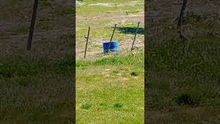 Patagonian birds in my yard patagonia birds patagoniabirds bariloche [upl. by Mancino]