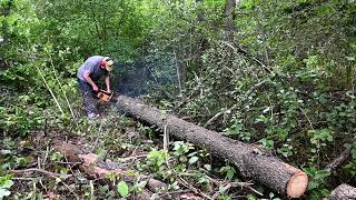 McCullocutting  Cutting Up Blow Down Tree 2 with Vintage Saw [upl. by Atneciv]