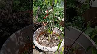 Repotting nectarine tree veteran siftingsomesoil containergardening fyp garden [upl. by Cand178]