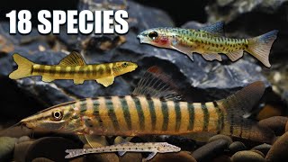 Unlock Hidden Gems Loaches That Will Transform Your Freshwater Aquarium [upl. by Htebasil]