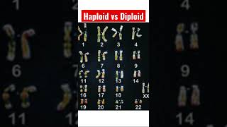 What Are Haploid amp Diploid Cells  A Brief Science Tutorial [upl. by Adnaw333]