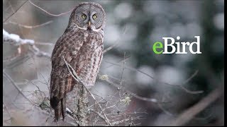 Introduction to eBird [upl. by Lerad]