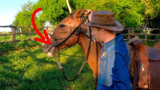 How To Introduce The Bridle And Bit To A Young Horse [upl. by Orrocos]