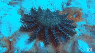 Crown of Thorns Starfish  Coral reef killers [upl. by Ahsilrac615]