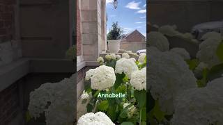 hydrangeaannabelle гортензияgardenгортензіяflowers parkjardinshortsアジサイсадnature [upl. by Temme]