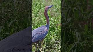 Goliath Heron hunting and catching fish fyp wildlife birdphotography birds [upl. by Lenci]