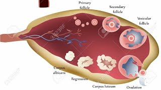 ovary anatomy in human female  in English [upl. by Fadden]