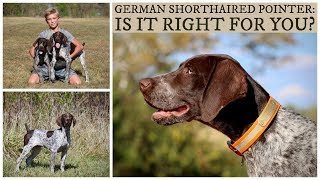 German Shorthaired Pointer  Is It Right For You [upl. by Hankins]