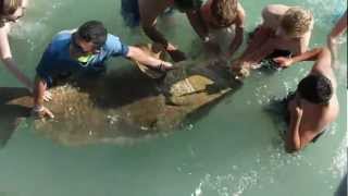 Large Grouper caught at Naples Pier [upl. by Dustman]