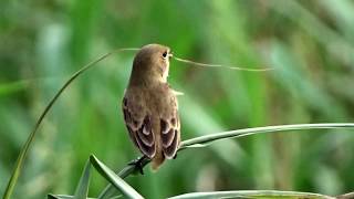 Sporophila bouvronides  Lessons Seedeater  Sporophile faux bouvron [upl. by Saimerej]