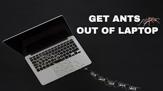 Sound To Get Ants Out Of Laptop GUARANTEED [upl. by Adelice]