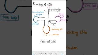 structure of tRNA biology neetbiology neetconcept neet trna [upl. by Sherl]