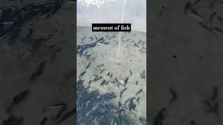 ayan agriculture pratapgarh bass birds fishing sortvideosorteio2024 remix [upl. by Kathryne]