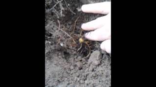 How To Plant GoldensealHydrastis canadensis [upl. by Norvin311]