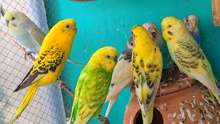 australian budgies  cute birds pets aviary  aviary birds  cockatiel parrots  parrot  birds [upl. by Terza]