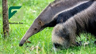 Jaguars Cant Stop This Giant Anteater [upl. by Adnilev454]