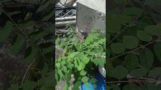 sweet gooseberry plant growing in a small bucket gardening trending [upl. by Alliber357]