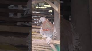 Frillback pigeon in the Philippines birds pigeonfyp trending viralvideo [upl. by Naired]