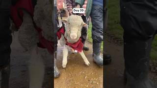 Watch This Sheep Who Couldn’t Stand Run To Her Rescuers l The Dodo [upl. by Asare188]