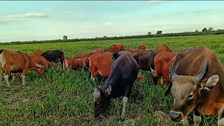 Ternak Sapi Bali Lagi Makan di Rawa Kering Makan Kumpai Minyak sapibali peternaksapiindonesia [upl. by Portugal875]