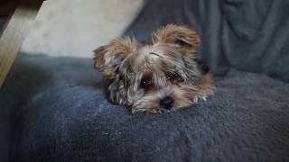 Yorkie Poos First Time at a Groomer 3 months old [upl. by Mail329]