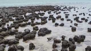 Shark Bay Gascoyne Western Australia [upl. by Loftus]