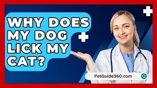 Why Does My Dog Lick My Cat  PetGuide360com [upl. by Long]