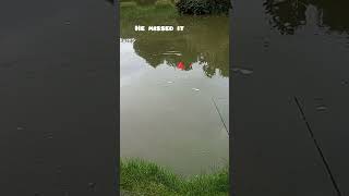 floating bread for carpcatching carp on the surface uk pole fishing [upl. by Ameerahs]