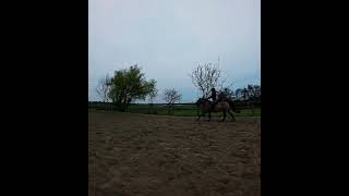 Fabian i Gallop [upl. by Tani]