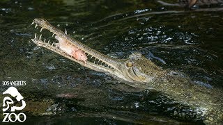 Gharial Feeding at the LA Zoo 🐊 [upl. by Tcideneb939]