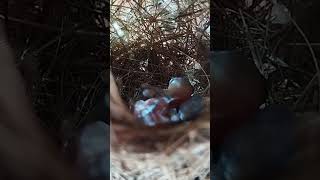 Sunbird eggs in other nests have also hatched [upl. by Sidonie]