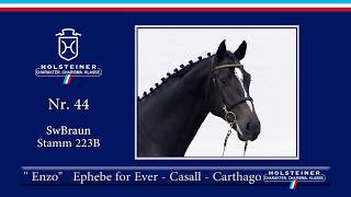 Holsteiner Körlot 2018  Nr 44  ENZO v Ephebe for Ever  Casall [upl. by Sussman]