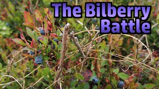 Bilberry Battle Competitive Berry Picking at Hardys Monument [upl. by Torray]