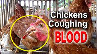 ILT Symptoms in Chickens Infectious Laryngotracheitis Poultry Diseases poultry farming [upl. by Close]