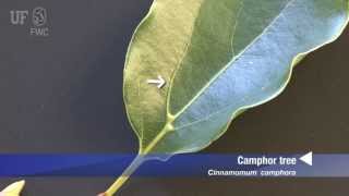 How to identify Camphor tree Cinnamomum Camphora [upl. by Gretta]