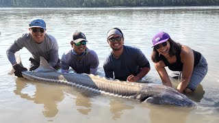 White Sturgeon of the Fraser River [upl. by Glyn]