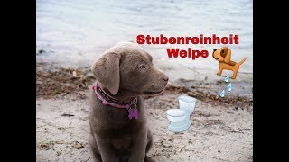 Stubenreinheit  Welpen stubenrein bekommen  Unsere Erfahrungen [upl. by Glogau]