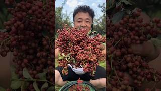 Fresh and sundried Dahongpao Zanthoxylum bungeanum makes stirfries and stews more fragrant [upl. by Worthy366]