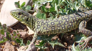 ParelhagedisOcellated Lizard Timon lepidus [upl. by Christyna869]