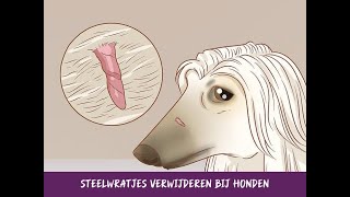 Steelwratjes verwijderen bij honden [upl. by Madian]