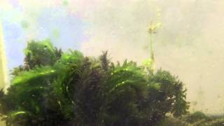 Beginner aquarium plants Elodea Anacharis Species Sunday [upl. by Thorlie]