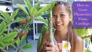 How to Grow PLUMERIAS from cuttings 🌺🌸  A girl with a garden [upl. by Neb]