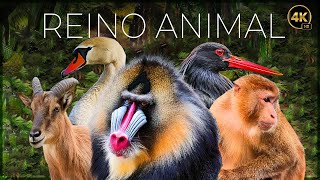 REINO ANIMAL VIDA SALVAJE  EPISODIO 1  DOCUMENTALE COMPLETO [upl. by Zilef121]