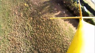 Wedge Tailed Eagle attacking RC Glider [upl. by Anyg72]